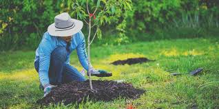 Plantings - Trees, Bushes, Flowers, Ground covers