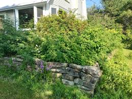 Overgrown / Unmaintained Properties